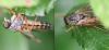 Rhagio sp.